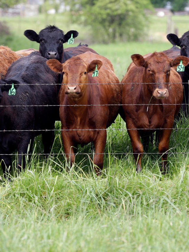From farm gates to meal trays, the U.S. food economy is in a state of attack