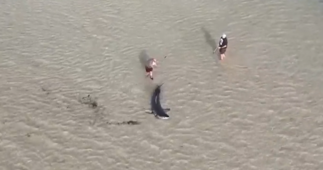 Great white sharks are trapped in shallow Australian water rescued by locals with the assistance of an 11-year-old boy