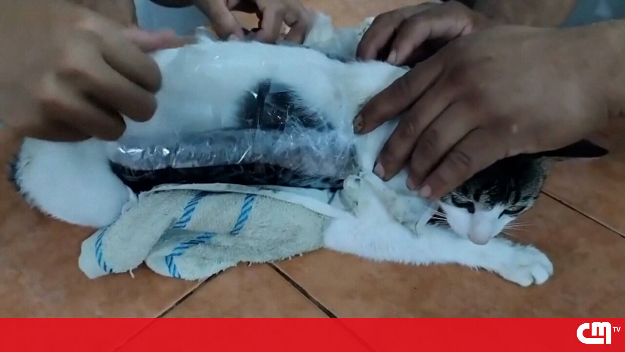 Guardas da prisão prendem gatos para transportar drogas para prisões na Costa Rica – Vídeo