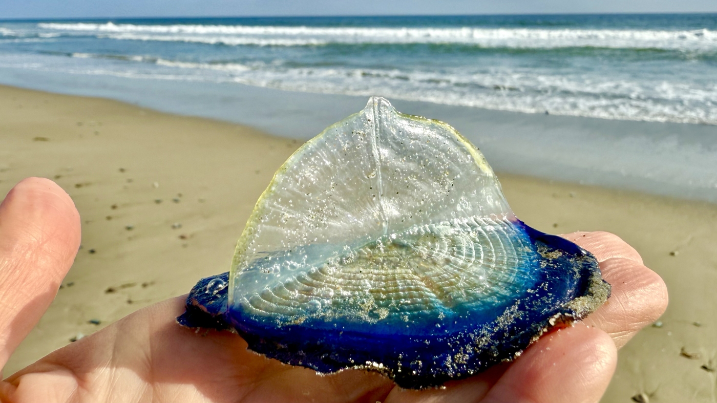 Hand Washing on California Beach: NPR