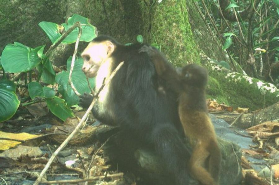Horticulita é um bebê sequestrado gastando tempo