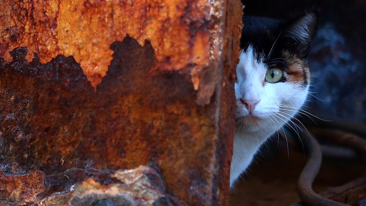 House cats found in the wreckage of Spanish conquest ships are likely to be the first in the United States