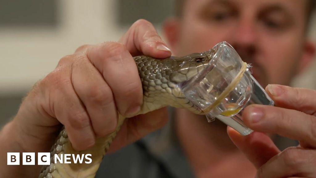 How Australia's deadliest animal saves lives