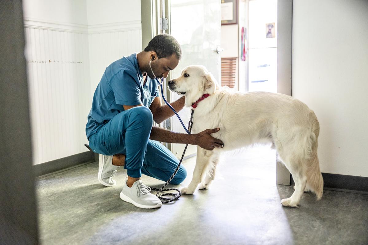 How does pet insurance work? Complete guide.