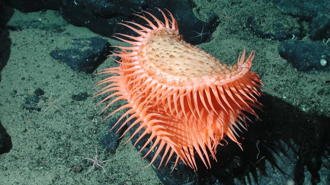 Humans still don't see 99.999% of the deep seabed: NPR