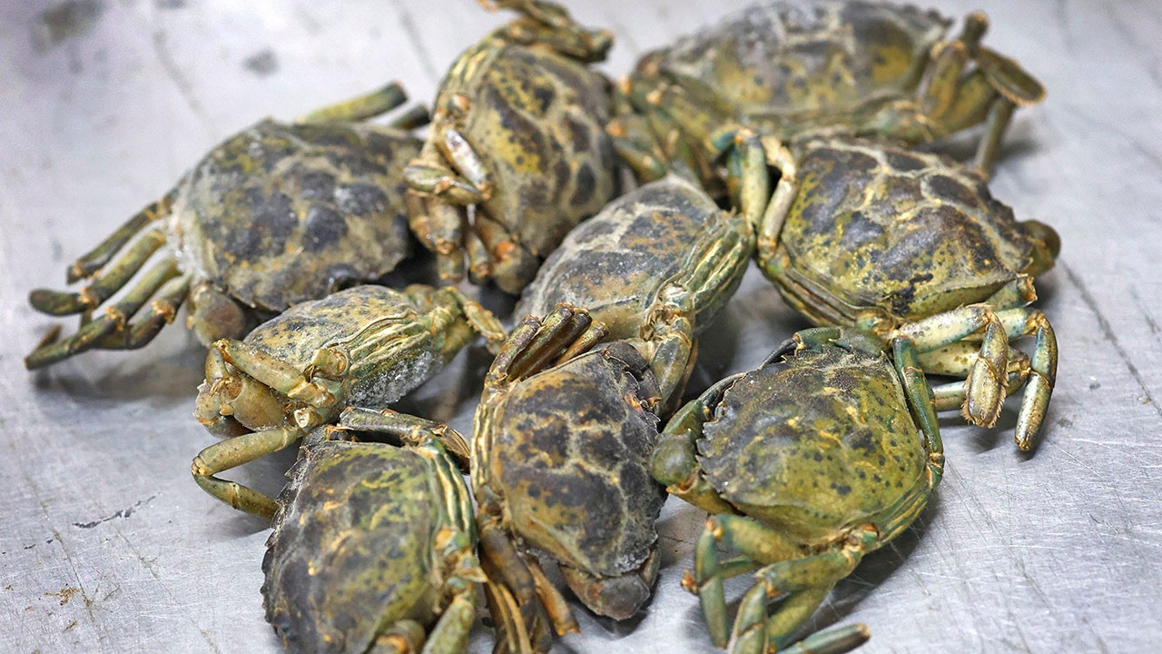 If you can't beat them, eat them: New England Invasive Green Crab with Cooking Solutions