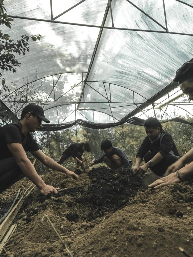India’s latest coffee hub? Beans and brews offer new hope to Nagaland | Agriculture