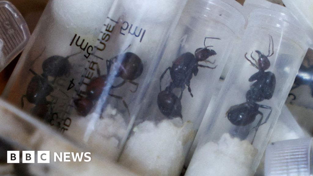 Kenyan court sentences ant smuggler to fine $7,700 or one year in prison