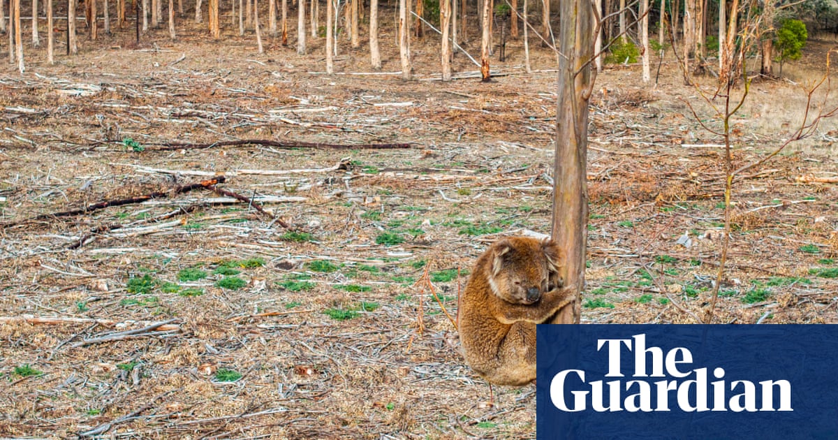 Koala faces death, attack and hunger while Bluetooth cuts in Victoria | Victoria