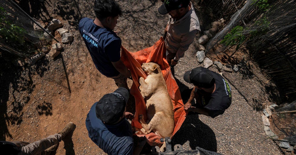 Lion, elephant in “Narco Pet”, circus animals in Mexico City that escaped cartel violence