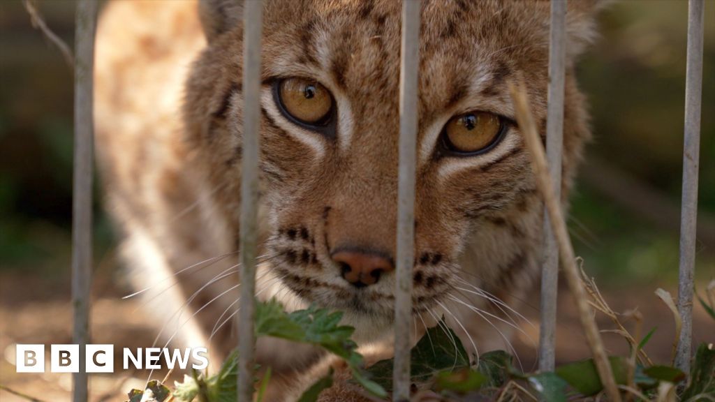 Lynx may be the first British zoo-born cat released into the wild