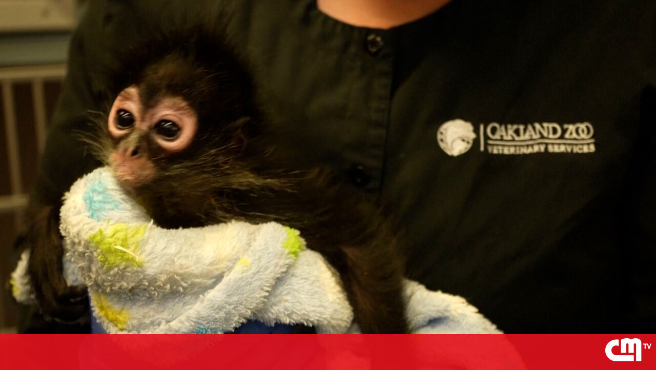 Macacos resgatados durante convulsões de drogas no Zoológico de Oakland – Vídeo