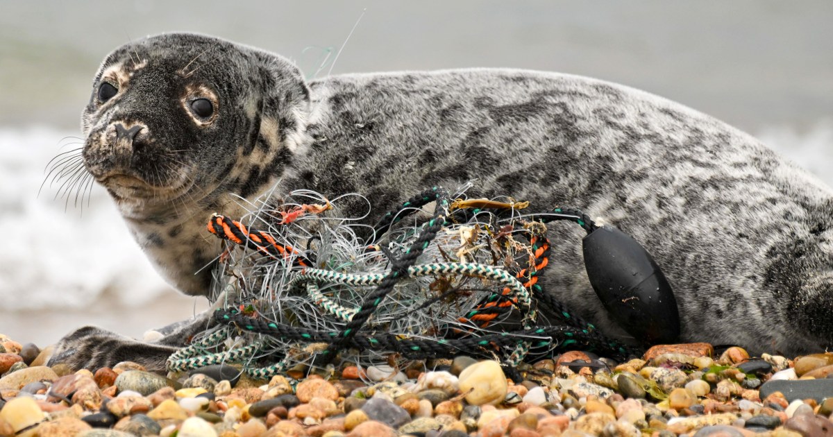 Meet New England and try to rescue Seals