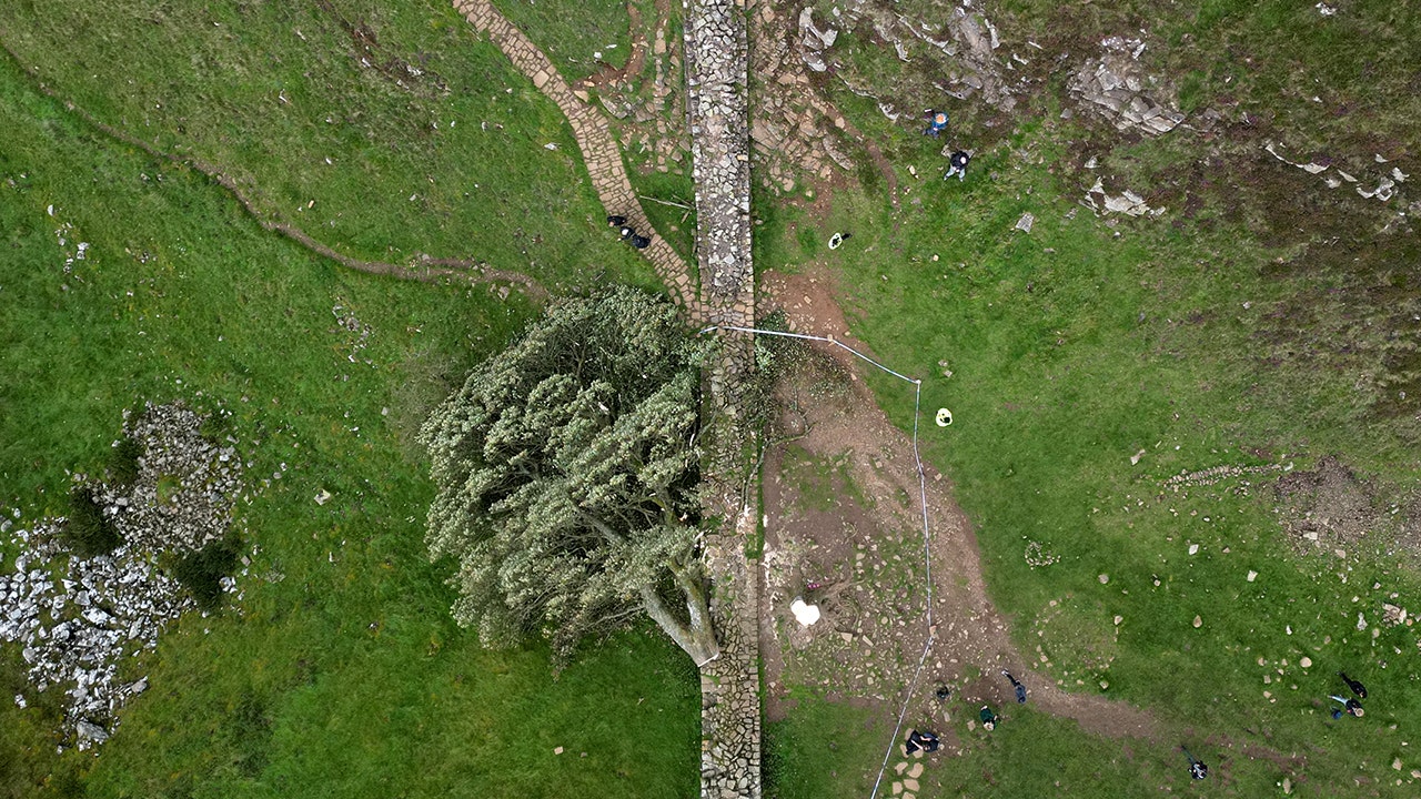 Men commit to cutting down the beloved British “nicamore Gap” tree
