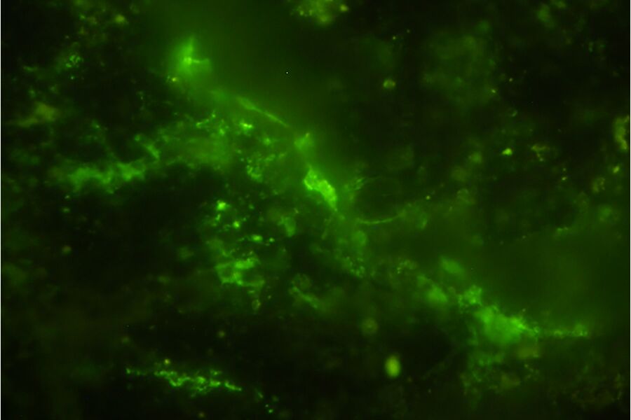 Microorganismos estranhos encontrados na China fornecem novas pistas para todos os ancestrais da vida complexa