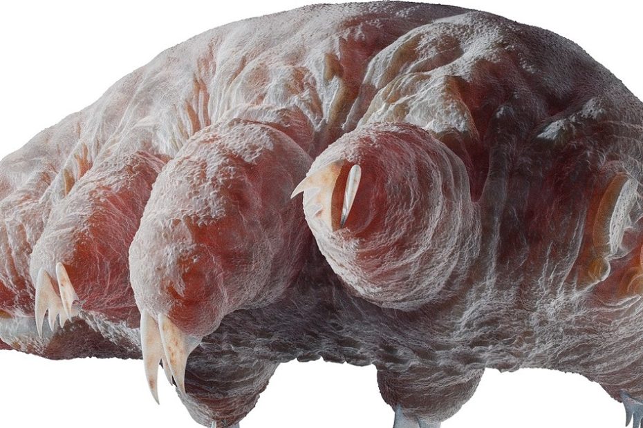 Microscópio e quase imortal: "Urso de água" desafiou o impacto da lua hoje