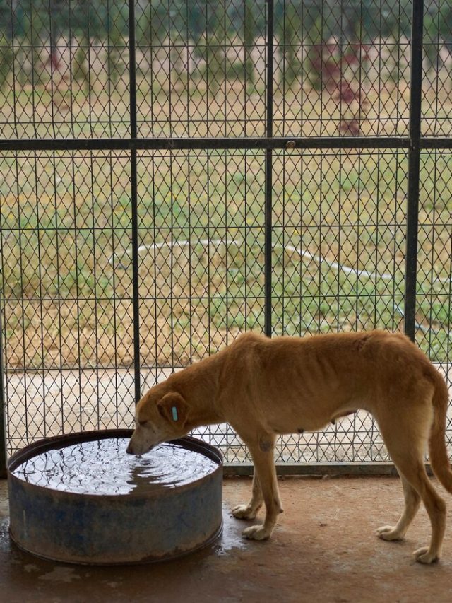 Morocco announces policy to strengthen care and management of stray dogs