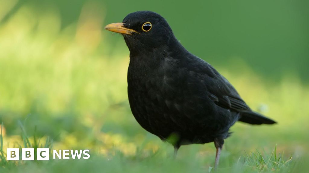 Mosquito-borne killer disease threatens black bird