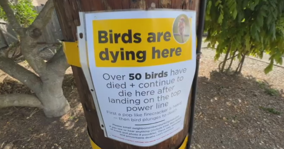 Mysteriously surrounding the dead birds found in northern California cities