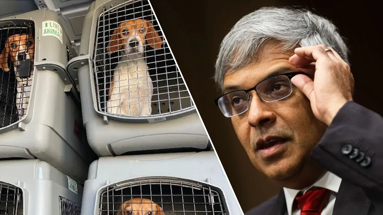 NIH shuts down dog laboratory, accused of brutally killing thousands of hunting dogs