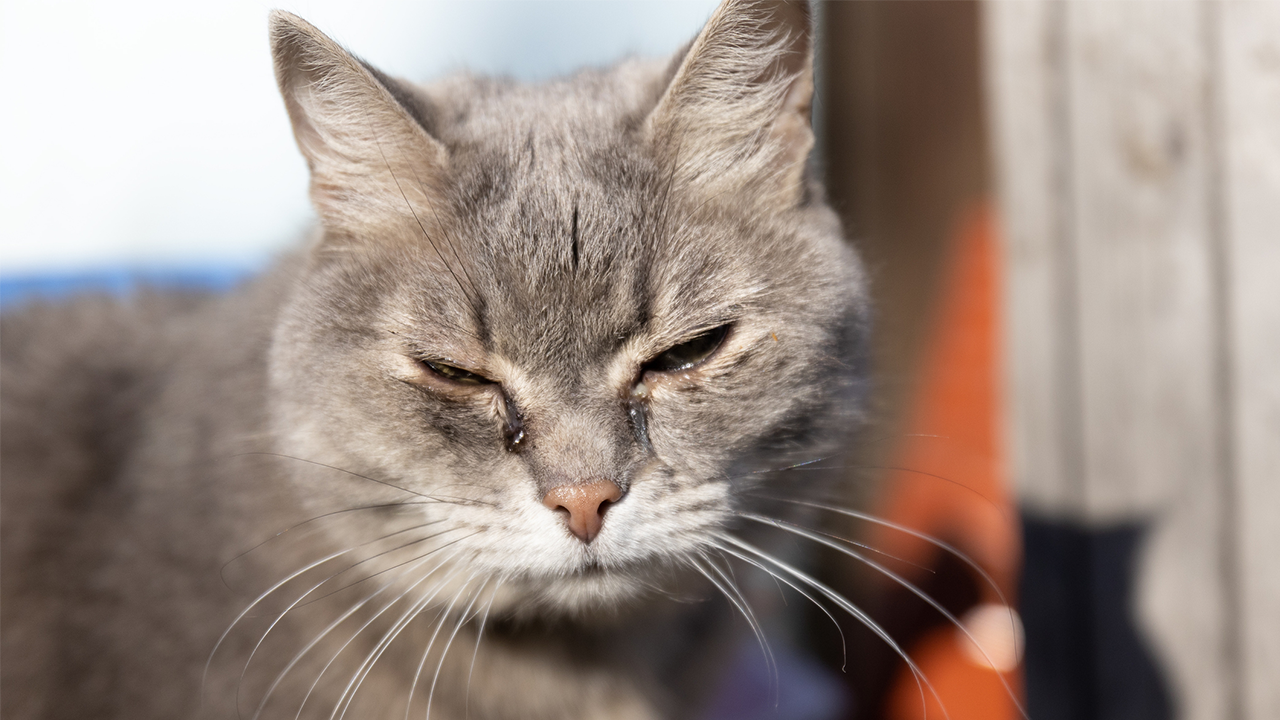New York County Approves Laws to Make Animal Abusers Own Pets Is a Crime