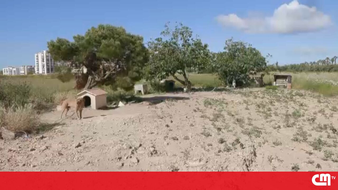 O Conselho da Cidade de Almada nega mortes de animais devido à demolição da residência – vídeo