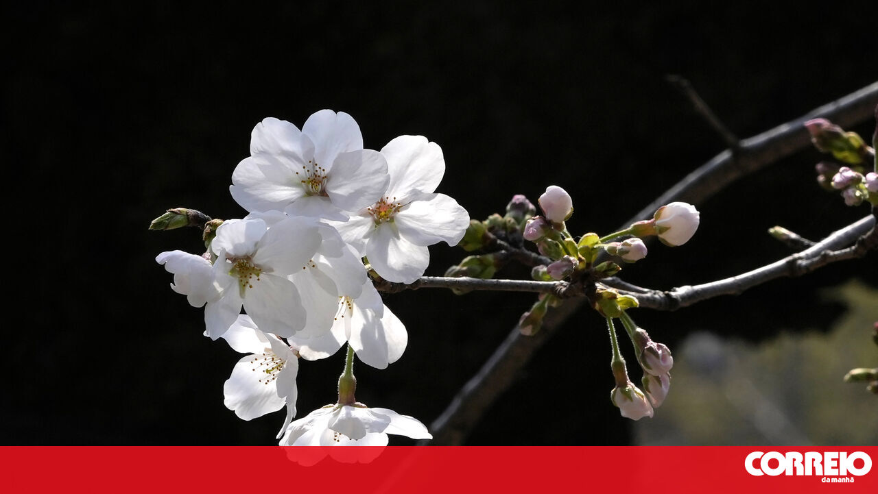 O estudo de Portugal confirma que as flores estão na Terra há 123 milhões de anos – sociedade