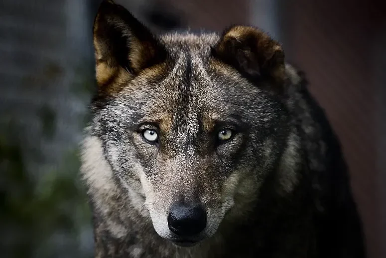 O fundo de proteção de lobo ibérico lamenta reduzir a proteção das folhas