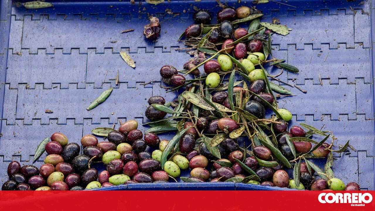 O governo autoriza a produção de energia de Olive Balls-CM a um minuto