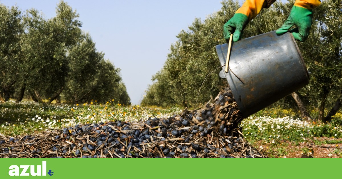 Os aglomerados de azeitona não são mais desperdiçados em Portugal – agora podem ser biomassa | resíduos
