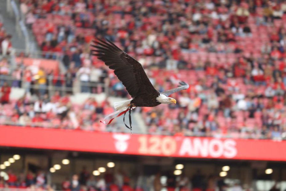 Os americanos possuem mais de 5% da tristeza do Benfica