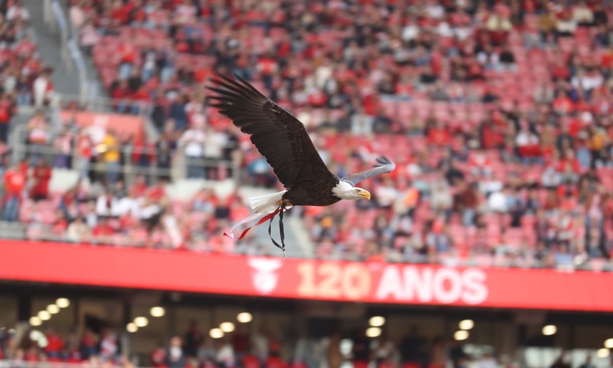 Os americanos possuem mais de 5% da tristeza do Benfica