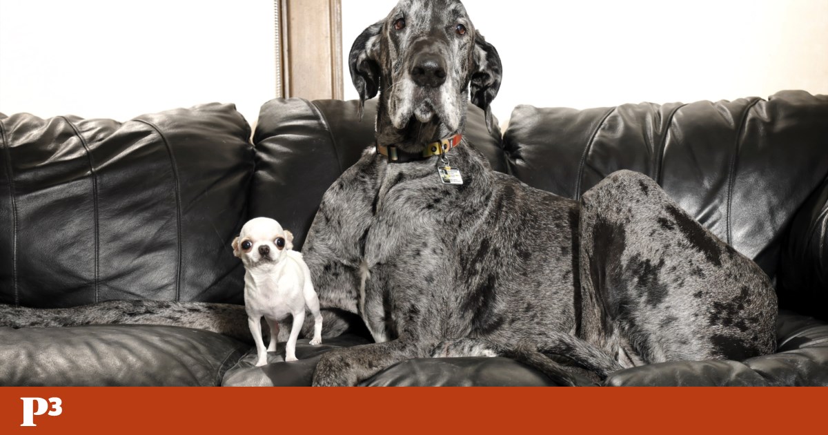 Os cães mais altos e mais baixos do mundo ressoam entre si | Relaxar