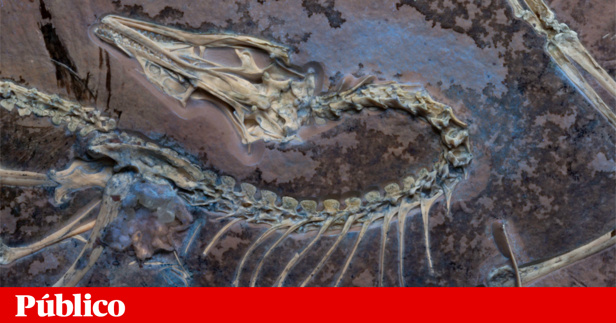 Os fósseis do Museu de Chicago trazem mais notícias sobre a famosa grande média | Paleontologia