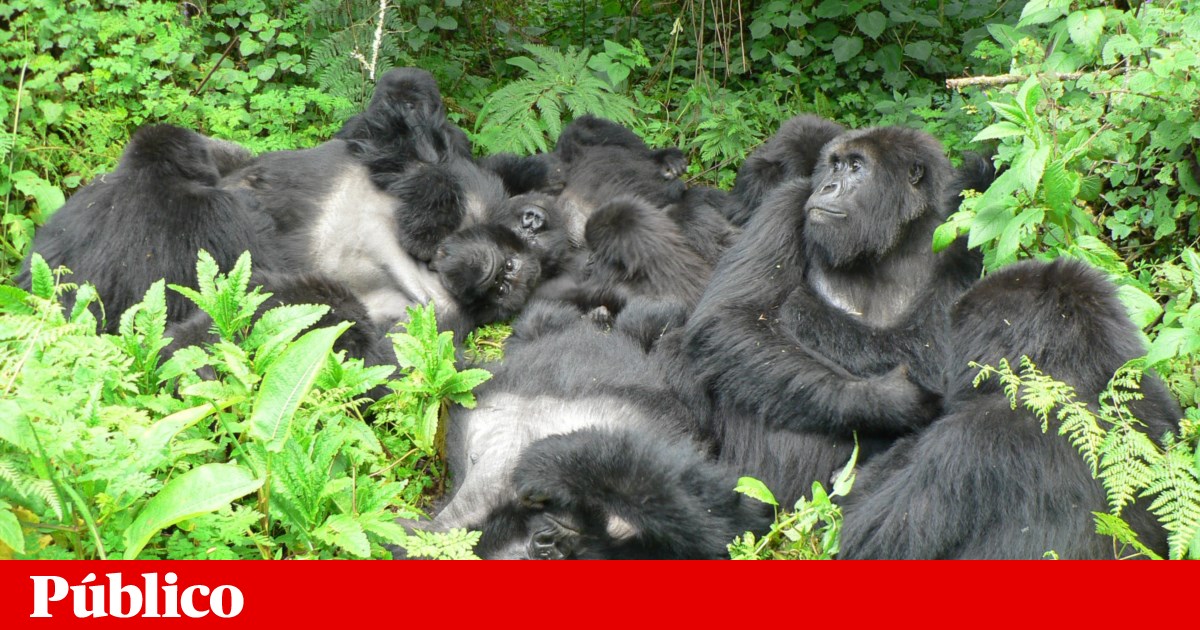 Os tipos de vida social e amizade também afetam a saúde do gorila | Conservação da natureza