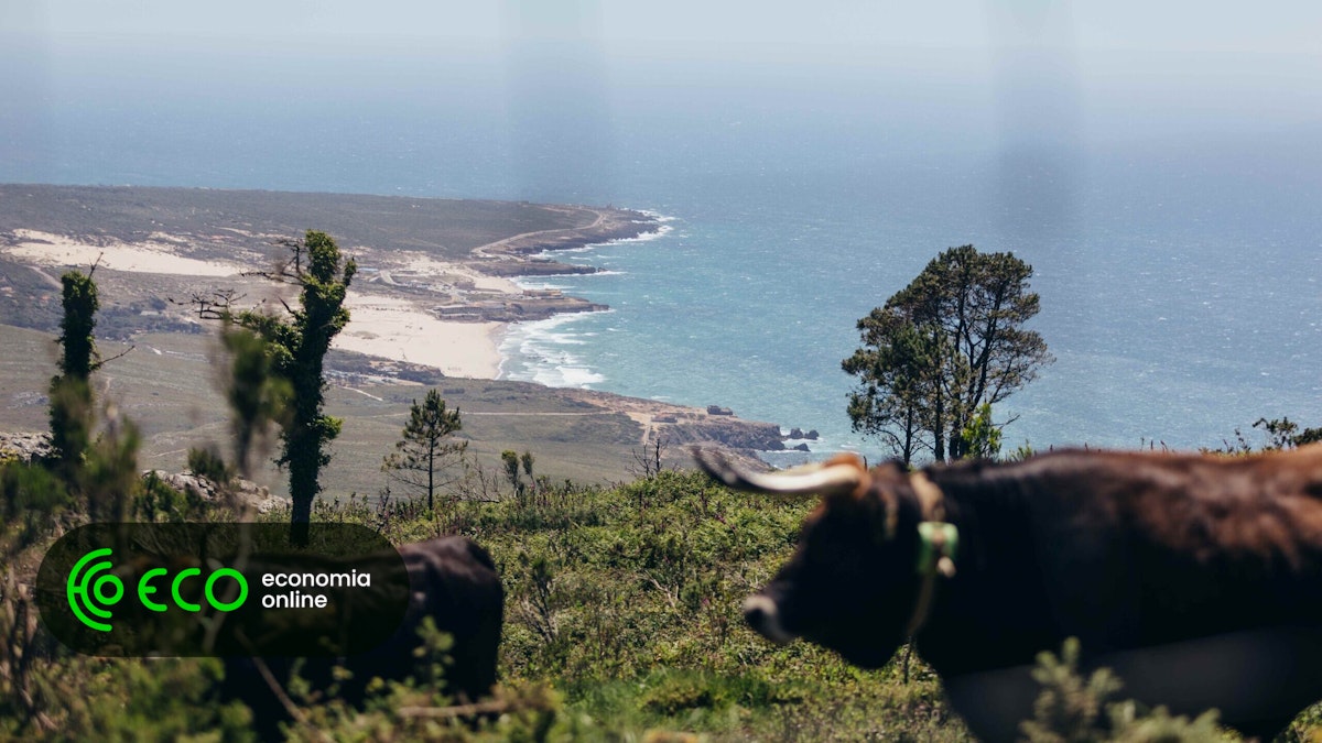 Os visitantes começam a “fazer as pazes” com os impactos ambientais de Cascais do projeto de amanhã