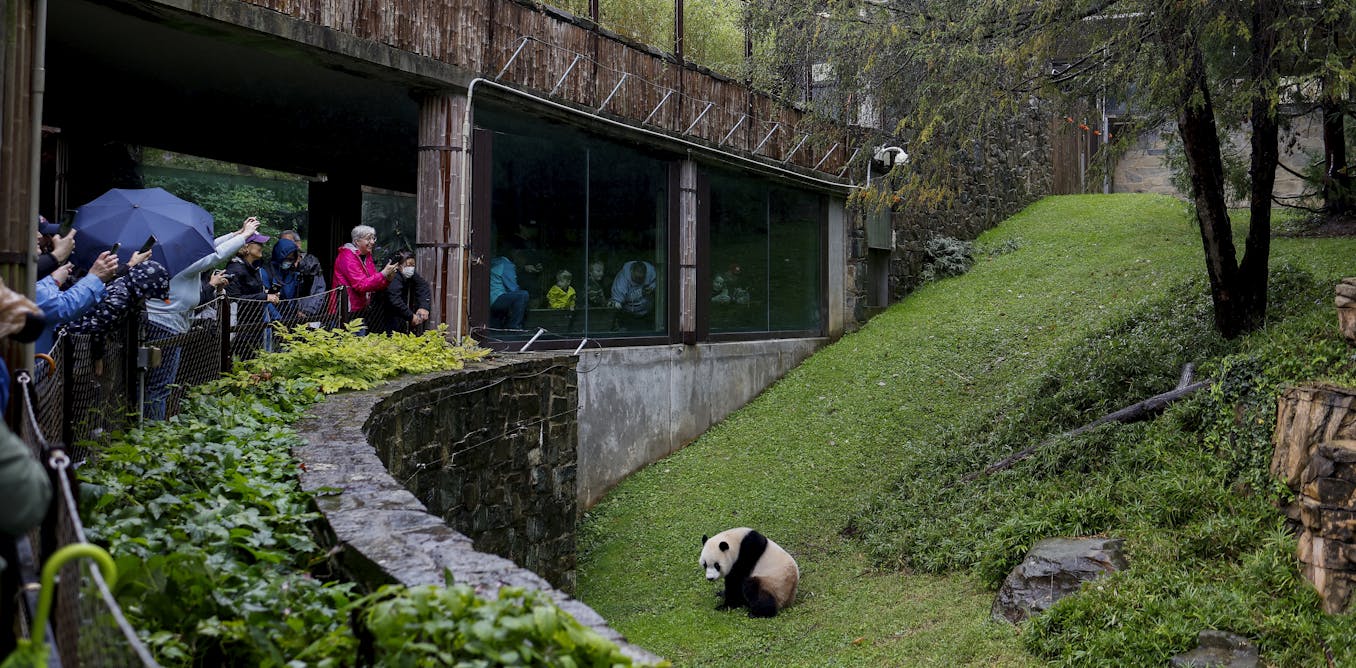 Pandas and Politics – From World War II to the Cold War, Zoos have been ideological