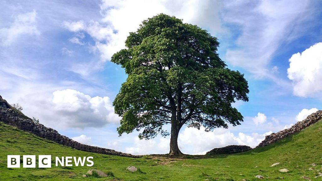 Park ranger reminds the world of the fate of obstacle trees