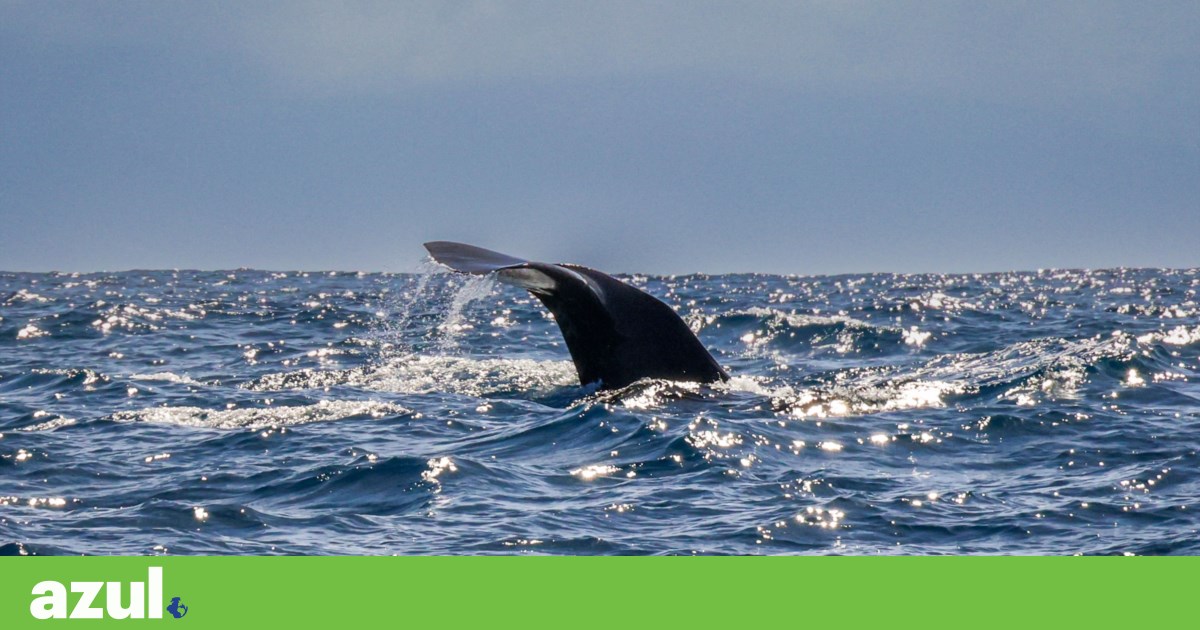 Portugal ratifica o tratado alto do mar | Oceano