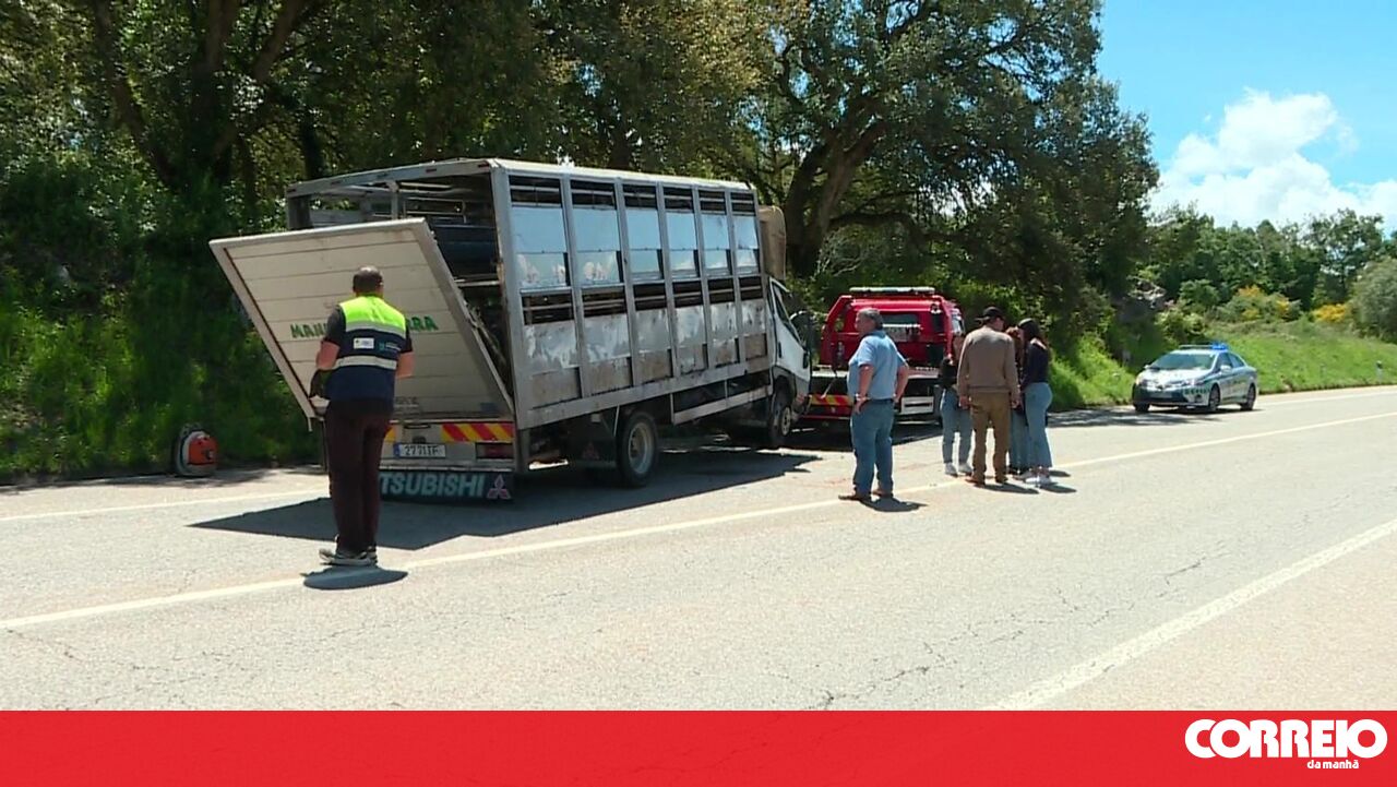 Quatro pessoas atingidas pelo caminhão de porco em Alcobaça – Portugal