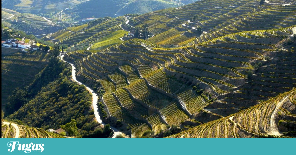 Quinta do Crasto Touriga Nacional é o Viniportugal Competition Wine of the Year | Vinho