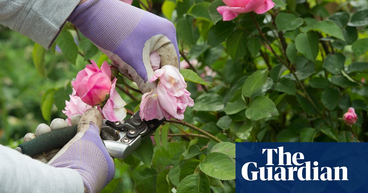 RHS said aphids haunt British gardens in warm spring weather. insect