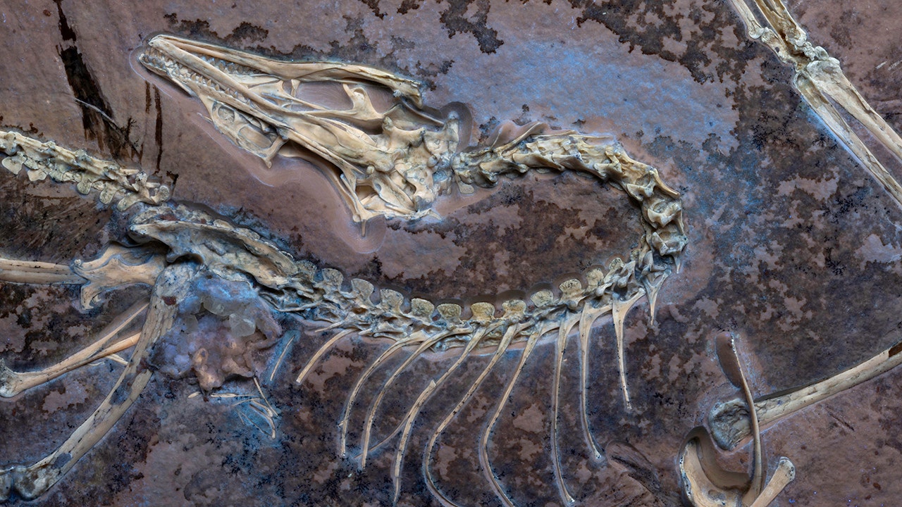 Rare core fossils reveal new insights about the earliest known birds