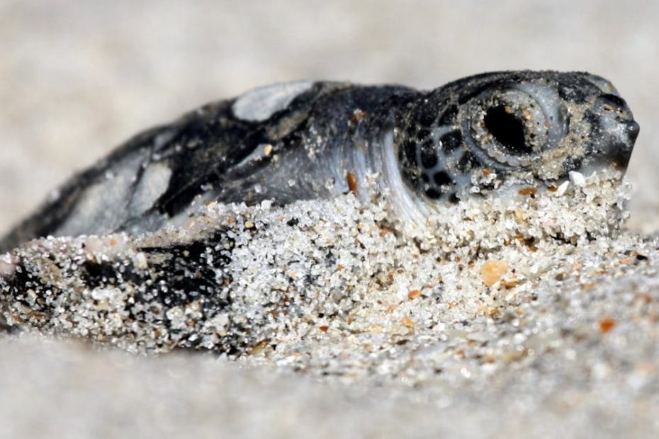 Redefining only one word can deprive endangered species of their ability to protect vital habitats