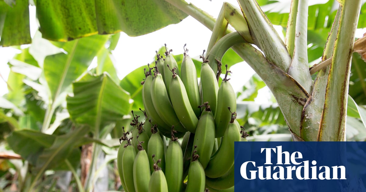 Research shows that climate crisis threatens the world's most popular fruit banana |