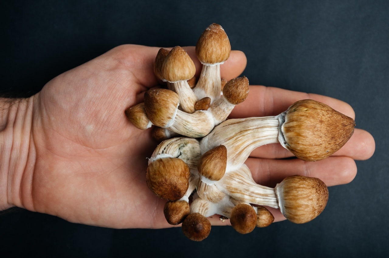 Research shows that “magic mushrooms” may provide significant relief to Parkinson's patients
