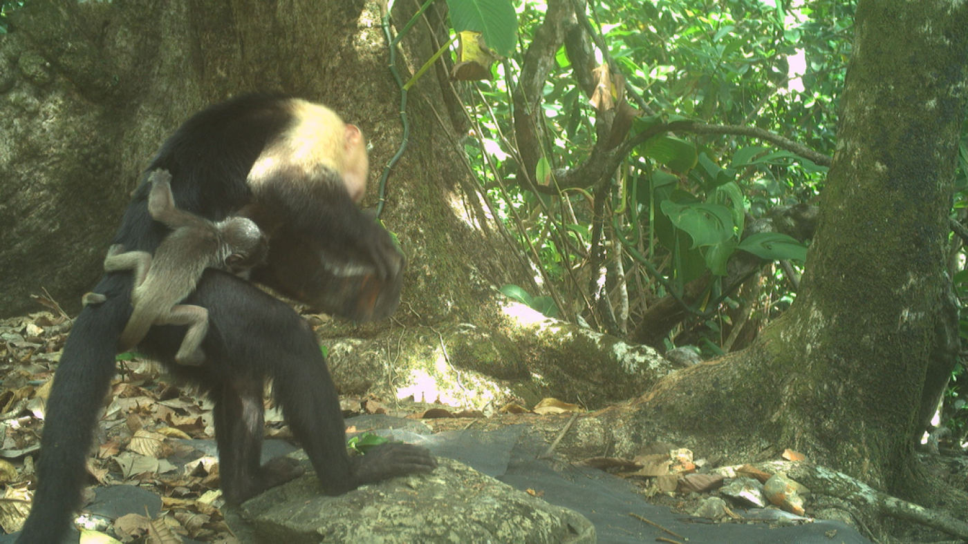 Researchers confused by rash kidnapped by infant monkeys: NPR
