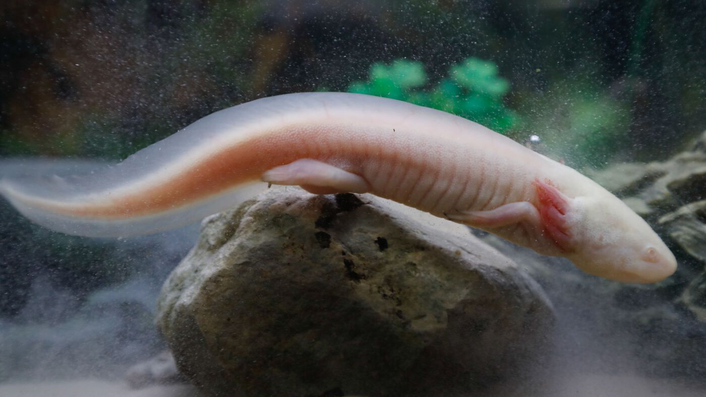 Researchers found that breeding of captive axolotls in Mexican wetlands: NPR