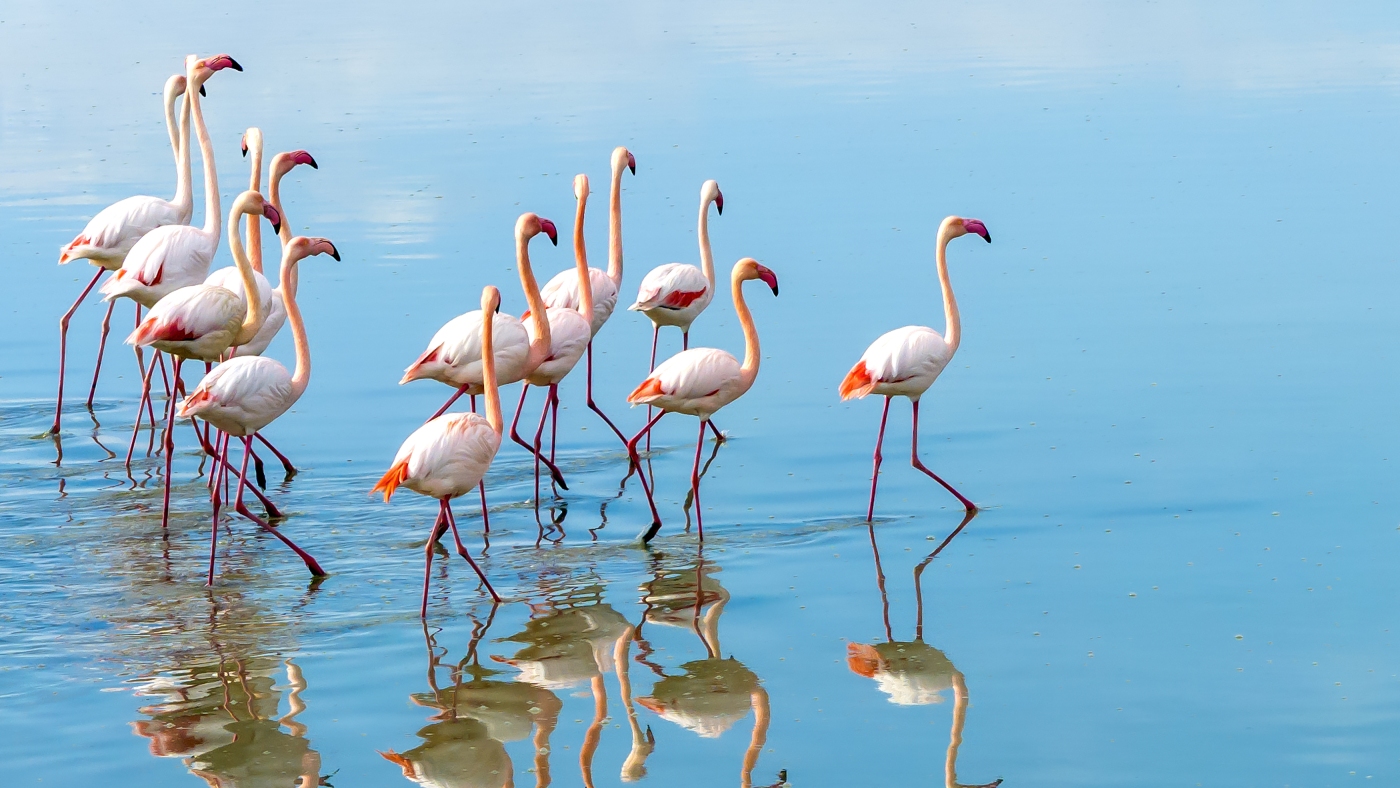 Scientists figure out why flamingos are such a strange eater: NPR