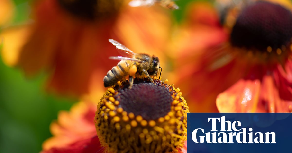 Scientists warn that bees face new threats from war, street lights and microplastics. bee